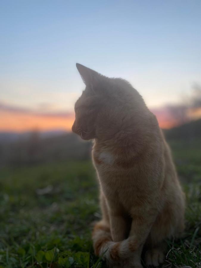 Nature Homestay Trenčín Εξωτερικό φωτογραφία